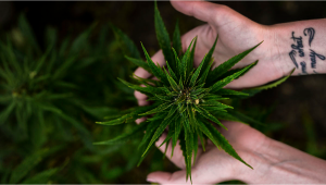 The Are You Ready to Start Growing Plants At Home Checklist