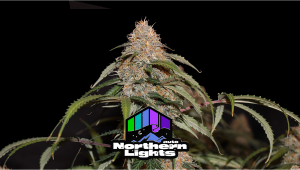 Northern Lights Auto Plants Seed Week-by-Week Guide