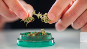 15 Best Plants Grinders to Buy in 2022