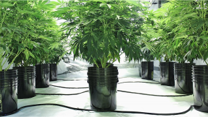 8 Mistakes To Avoid When Growing Plants With Hydroponics