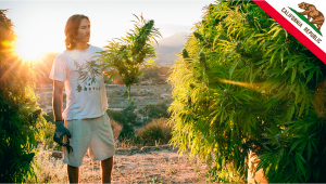 Farmers in California Will Grow Plants Tax-Free