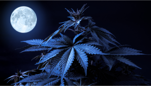 Lunar Calendar - Plants and the Moon