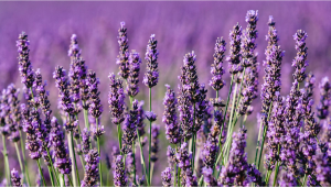 Understanding Flavor What is Linalool
