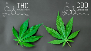 What is the difference between strength and Extract?