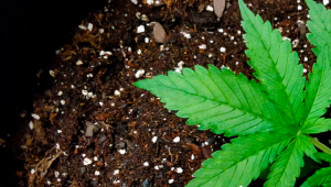 Top 5 Fastest Growing Auto Seeds