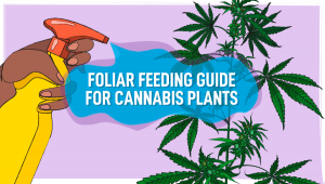 Foliar Feeding Guide for Plants Plants