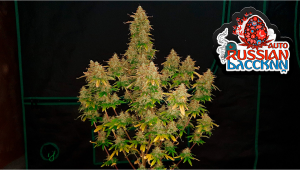 Russian Auto Plants Seed Week-by-Week Guide