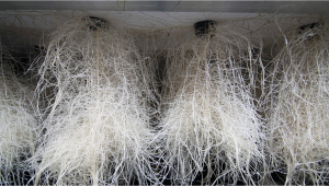Growing Plants In An Aeroponic System
