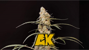 AK Auto Plants Seed Week-by-Week Guide