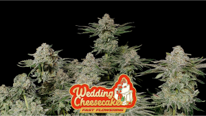 Wedding Cheesecake FF Plants Seed Week-by-Week Guide