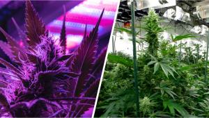 Indoor lights for Plants grow: LED vs Bulbs