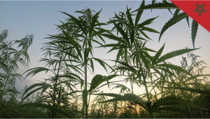Morocco Works on Legalizing Plants Cultivation