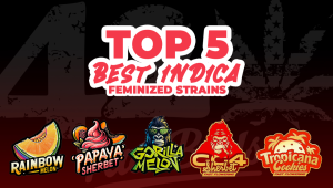 Top 5 Best Ind Fem Seeds