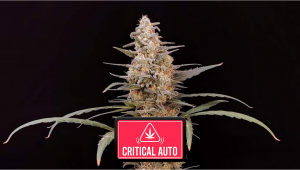 Critical Auto Plants Seed Week-by-Week Guide