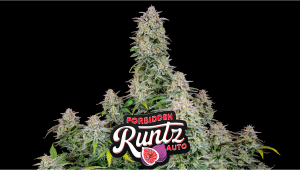 Forbidden Runtz Auto Plants Seed Week-by-Week Guide