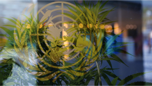 The United Nations Recommends Banning Plants Advertising