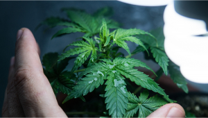 What Is Micro Growing Plants?