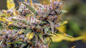 The Main Causes Of Bud Rot When Growing Plants
