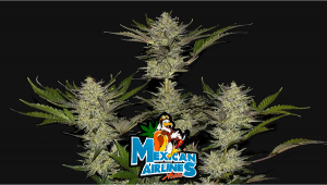 Mexican Airlines Auto Plants Seed Week-by-Week Guide