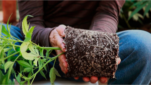 How to Successfully Repot a Plants Plant