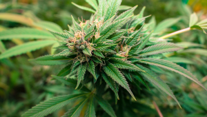 Durban Poison Plants Seed Week-By-Week Guide
