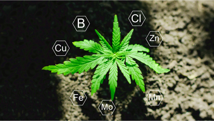 Plants Nutrition: What are Micronutrients