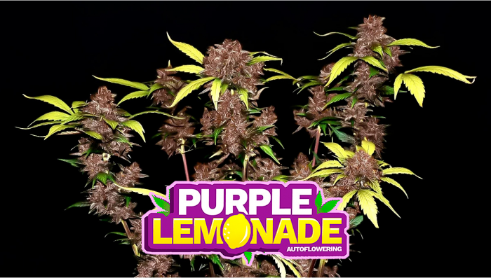 Purple Lemonade Auto Plants Seed Week-by-Week Guide