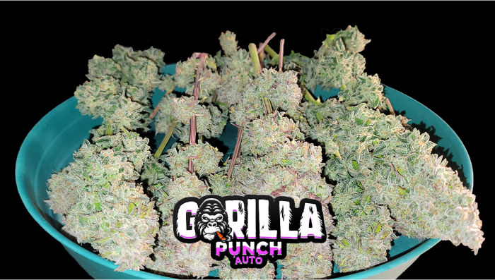Gorilla Punch Auto Plants Seed Week-by-Week Guide