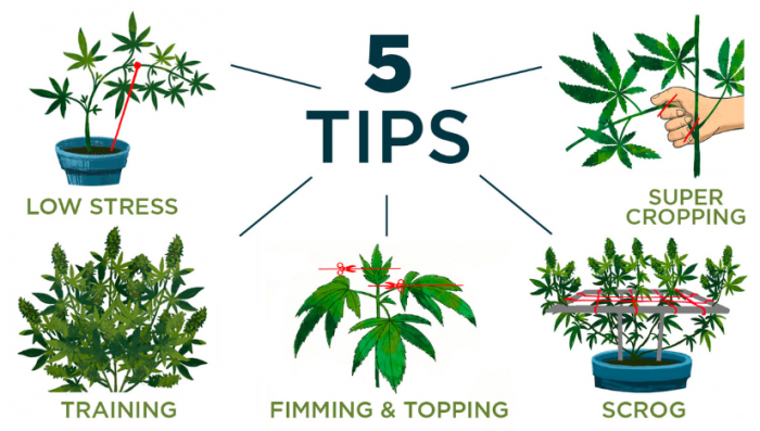Die 5 besten Tipps & Tricks um deine Plantspflanze zu trainieren