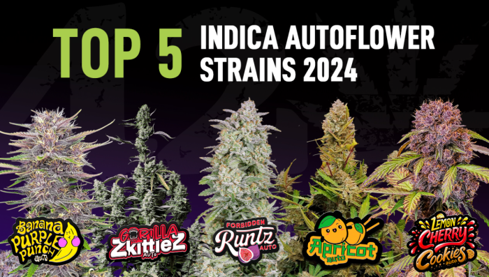 The Top 5 Best Ind Auto Seeds