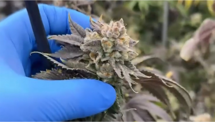 Return day at our pheno hunt room