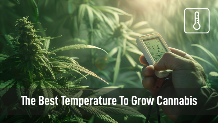 The Best Temperature To Grow Plants