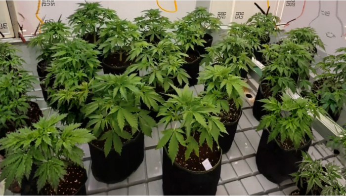 Apricot Auto: Current Production Run