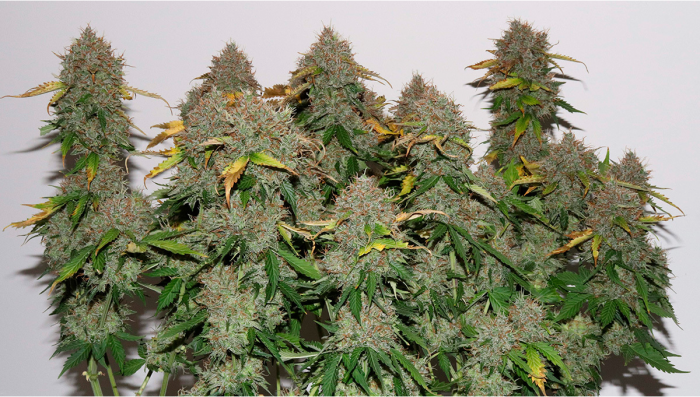 Gorilla Glue Auto Seed History