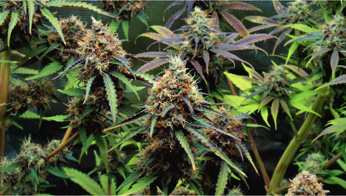 Dos-Si-Dos Plants Seed Week-By-Week Guide
