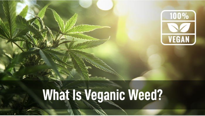 What Is Veganic Plants?
