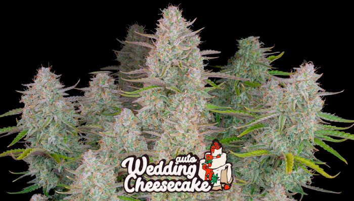 Wedding Cheesecake Auto Plants Seed Week-by-Week Guide