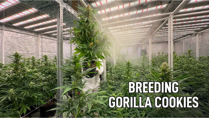 Neue Version von Gorilla Cookies Auto