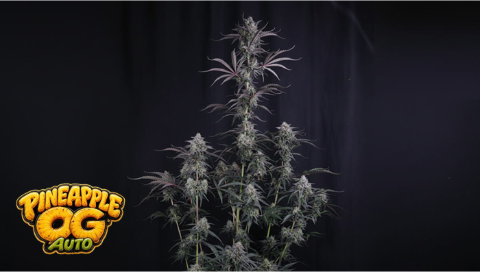 New Seed Drop: Pineapple OG Auto