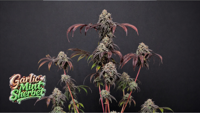 Garlic Mint Sherbet Merges Raw Power with Complex Aromas
