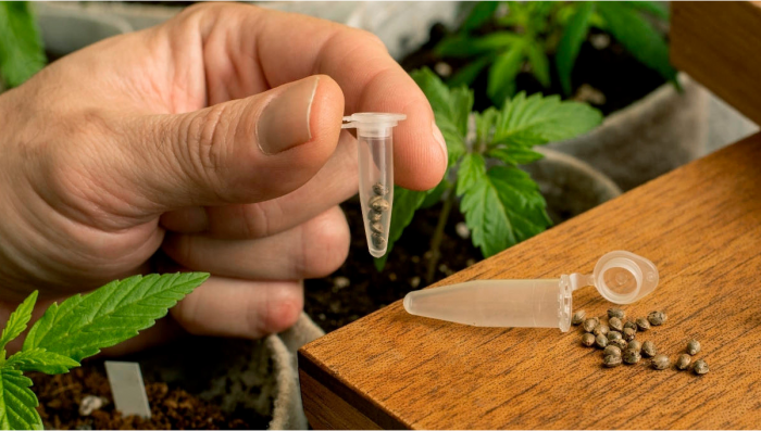 DEA Bestätigt: Plantssamen sind auf Bundesebene in den USA legal