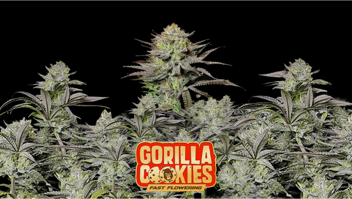 Gorilla Cookies FF Plants Seed Week-by-Week Guide