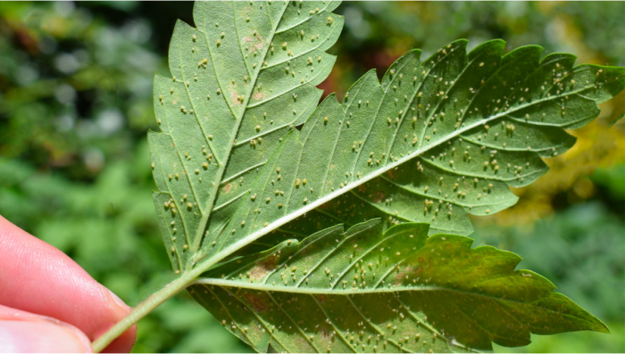 Most Common Pests In Plants: Aphids