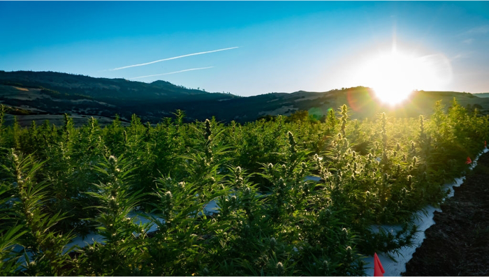 The Ultimate Guide to Growing Auto Plants Outdoors