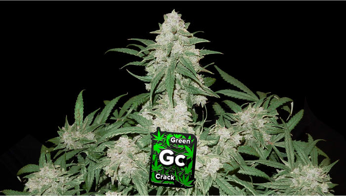 Green Crack Auto Plants Seed Week-by-Week Guide