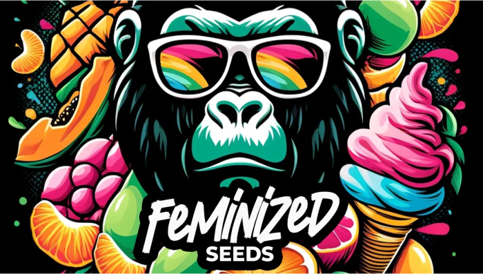 Limited-edition Fem Photoperiod Seeds Now Available! 