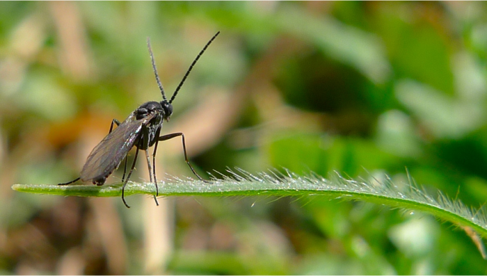Most Common Pests In Plants: Fungus Gnats