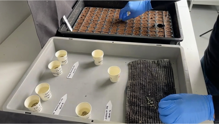 Cherry Cola Auto RF3: Scaling Up a Proven Genetic Line