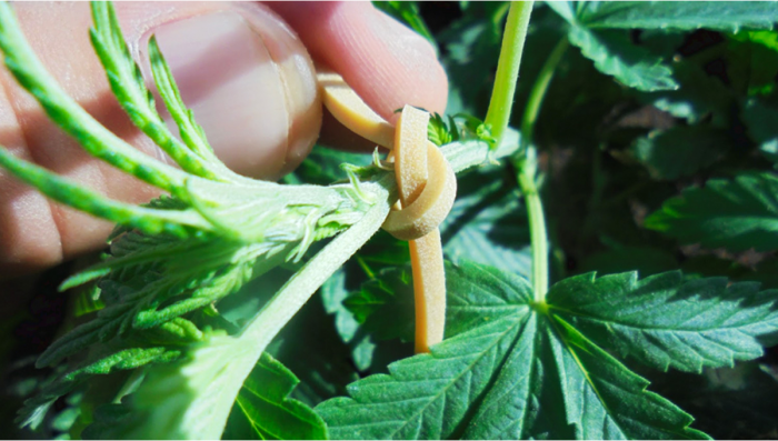 Low Stress Training (LST) Auto Plants - When to Start LST Plants Plants