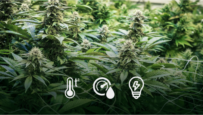 Wie sich die Umgebung auf die Bud-Produktion auswirkt